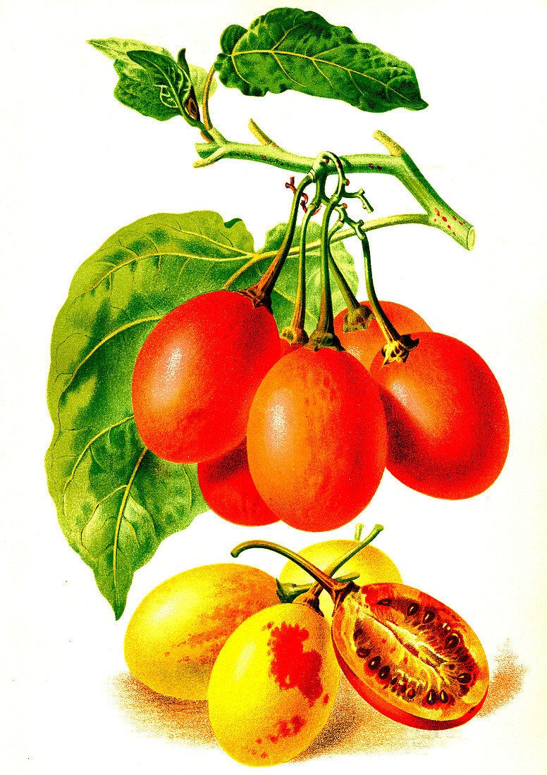 Tamarillo fruits, 19th century