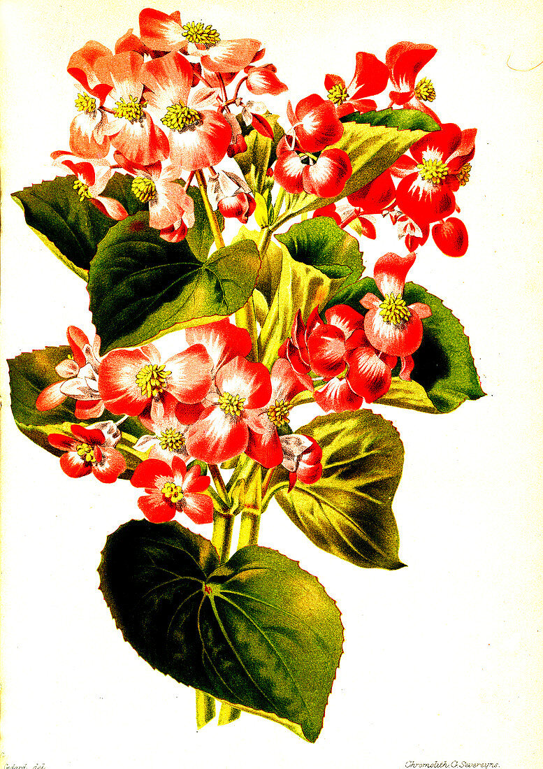 Begonia semperflorens, 19th century