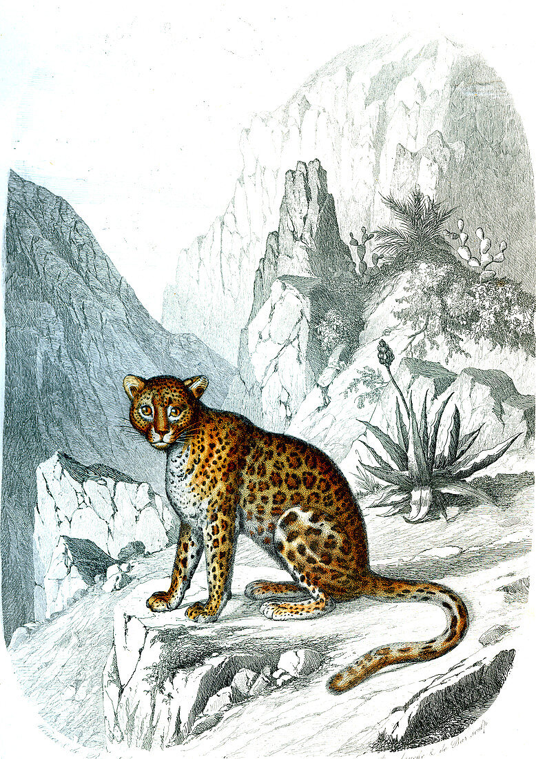 Leopard, 19th century