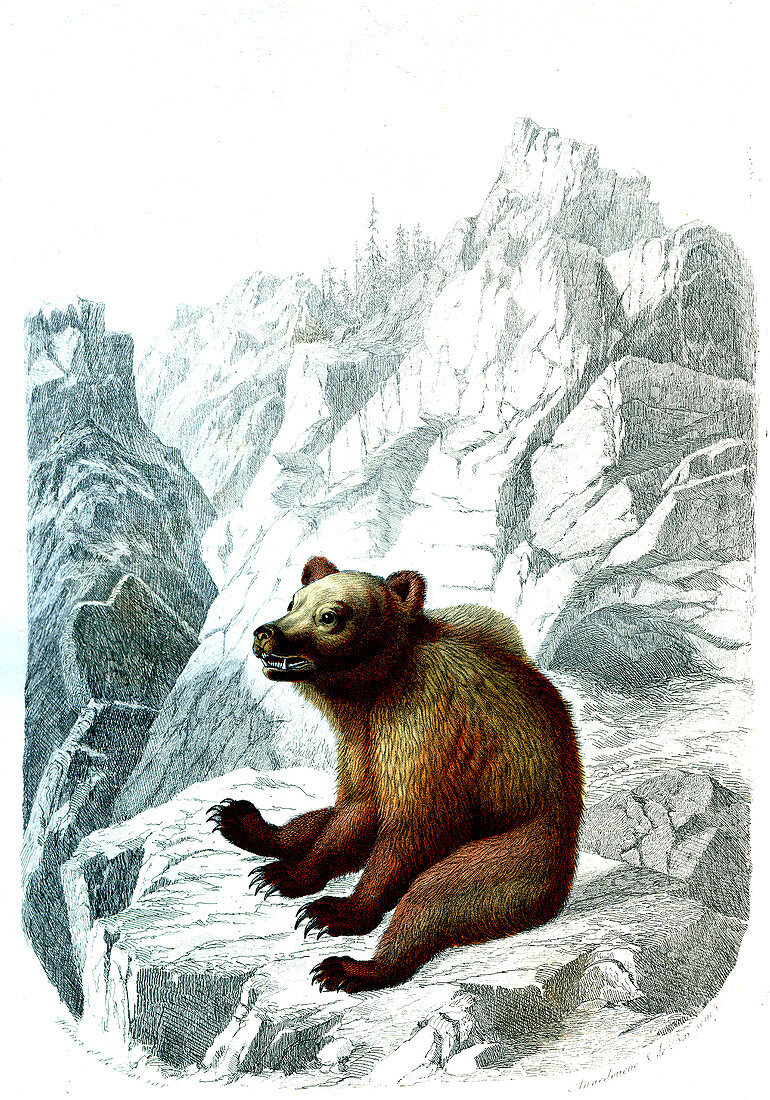 Pyrenean brown bear, 19th century