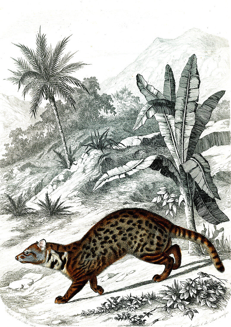 Large Indian civet, 19th century