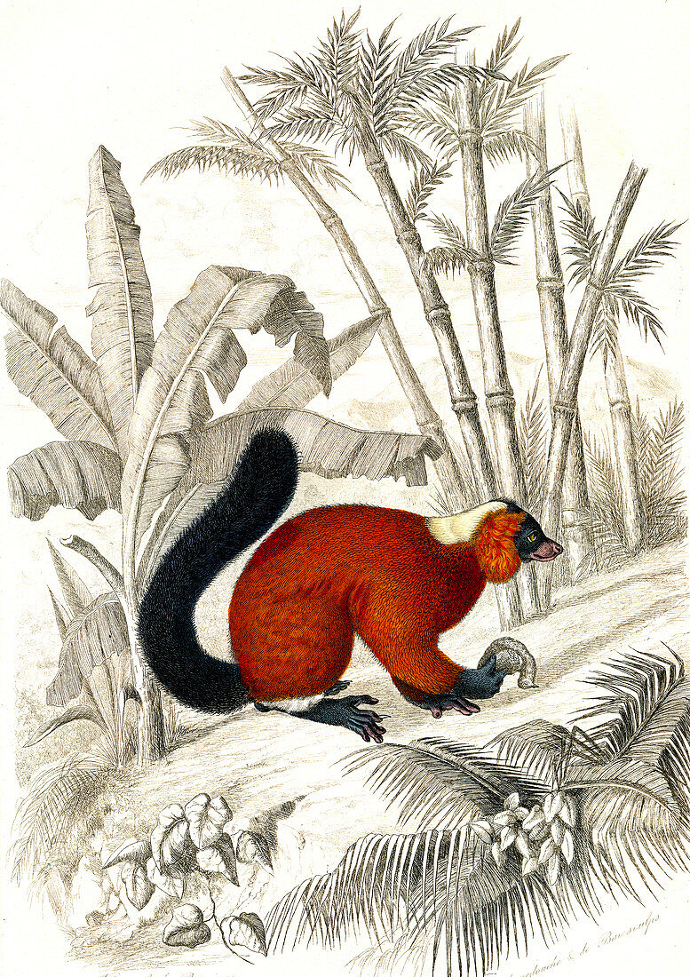 Red ruffed lemur, 19th century