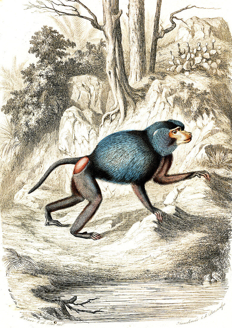 Hamadryas baboon, 19th century