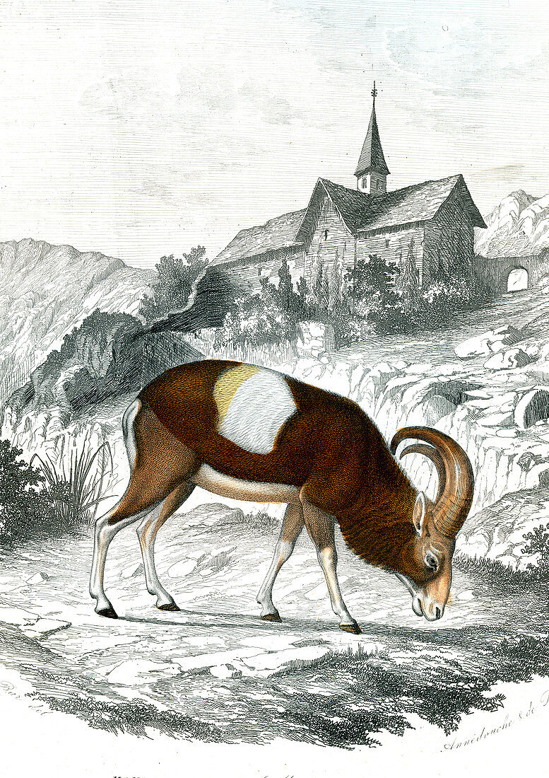 European mouflon, 19th century