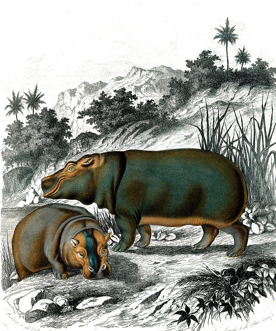 Hippopotamuses, 19th century