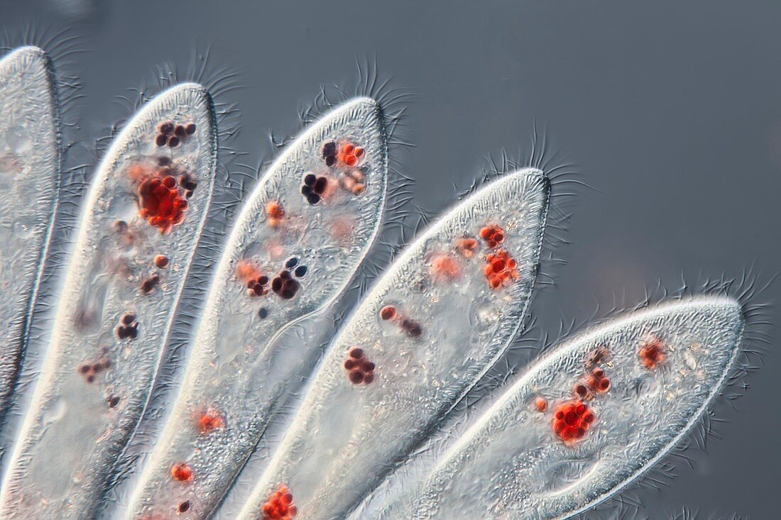 Paramecium ciliates, light micrograph