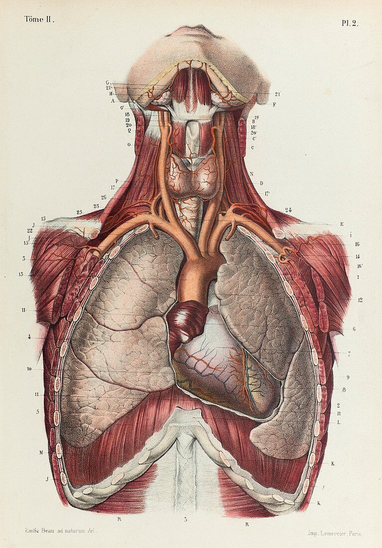 Chest organs and blood vessels, 1866 illustration