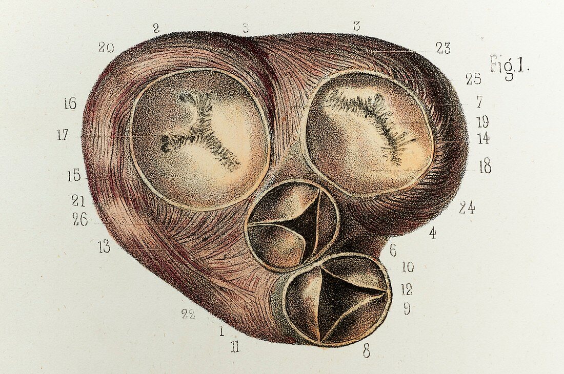 Heart chambers and blood vessels, 1866 illustration