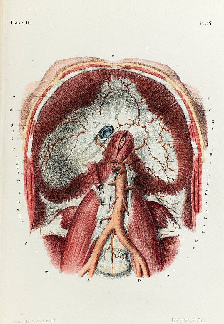 Abdominal aorta and aortic bifurcation, 1866 illustration