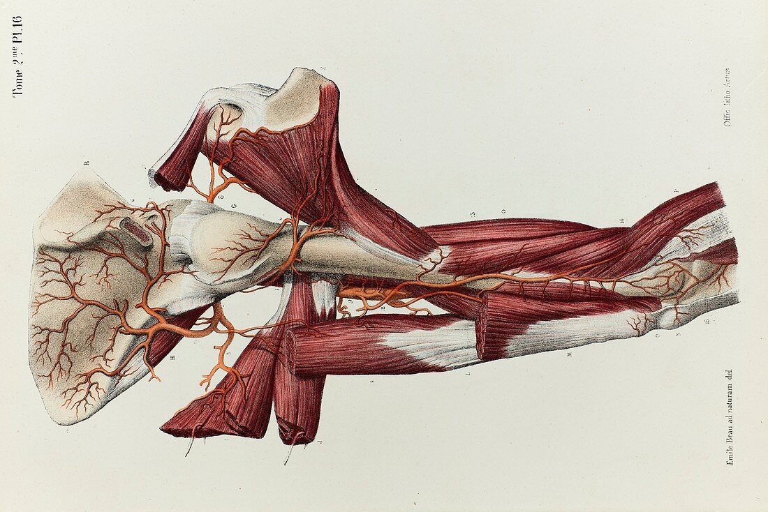 Upper arm arteries and bones, 1866 illustration