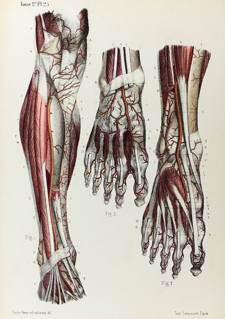 Lower leg and foot arteries, 1866 illustration