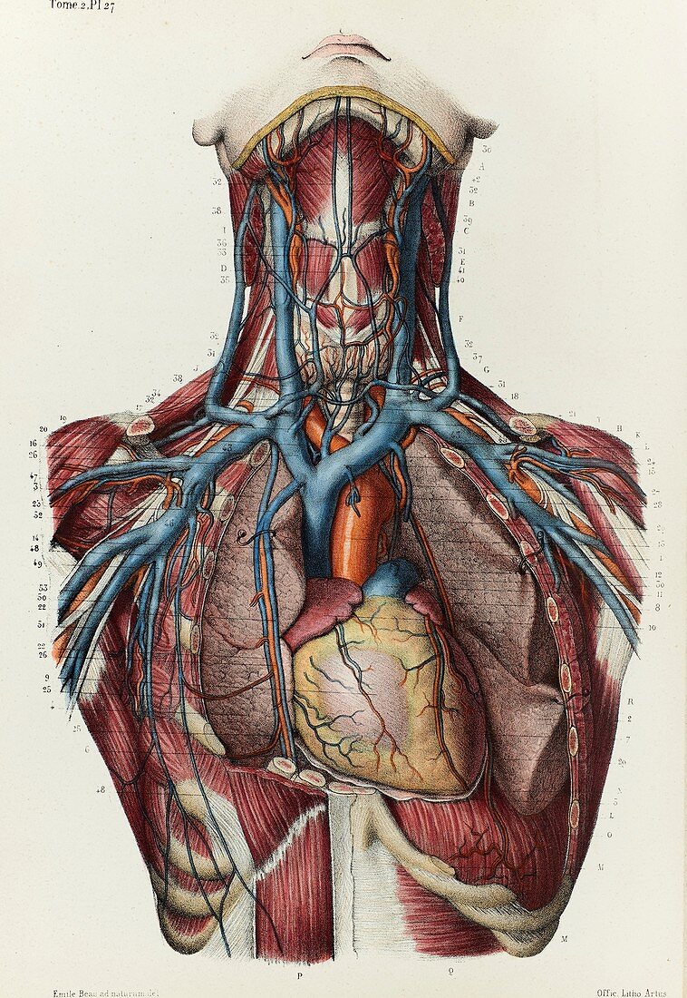 Neck and upper chest veins, 1866 illustration