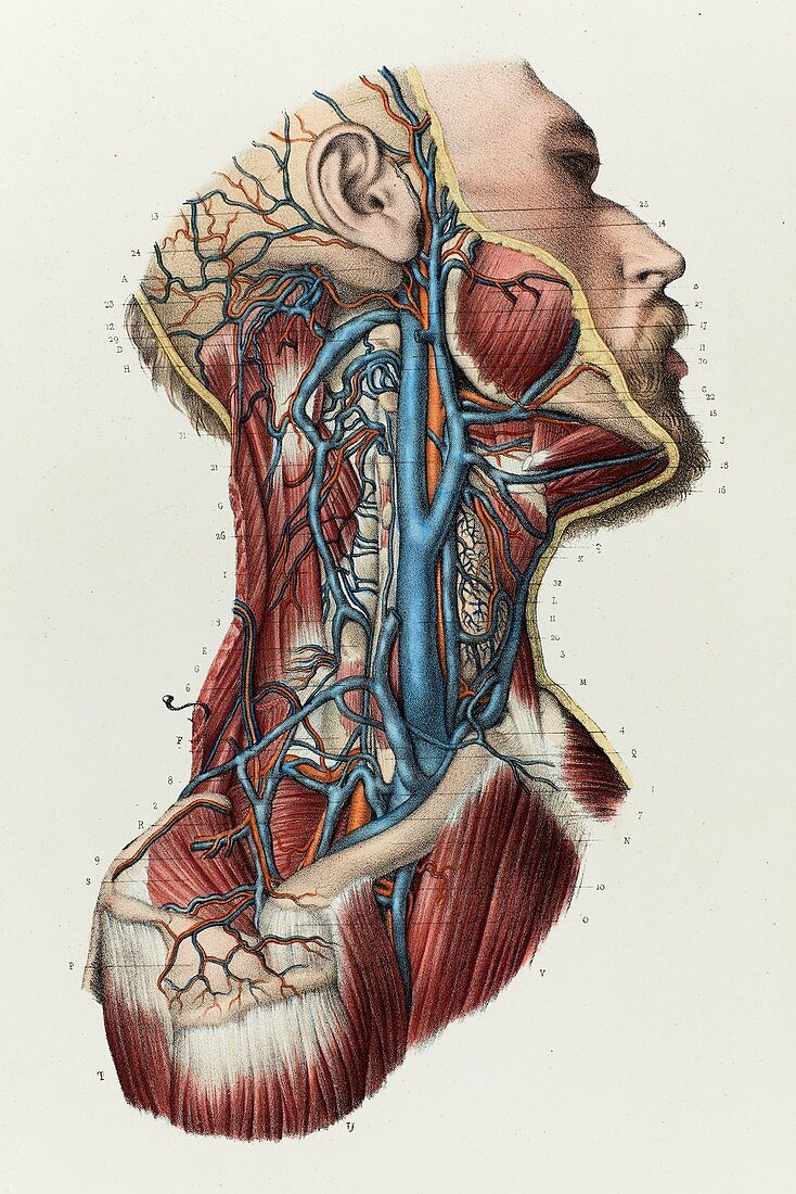 Neck veins, 1866 illustration