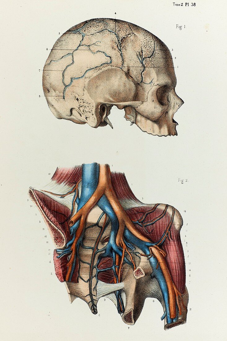 Diploic veins and pelvis blood vessels, 1866 illustration