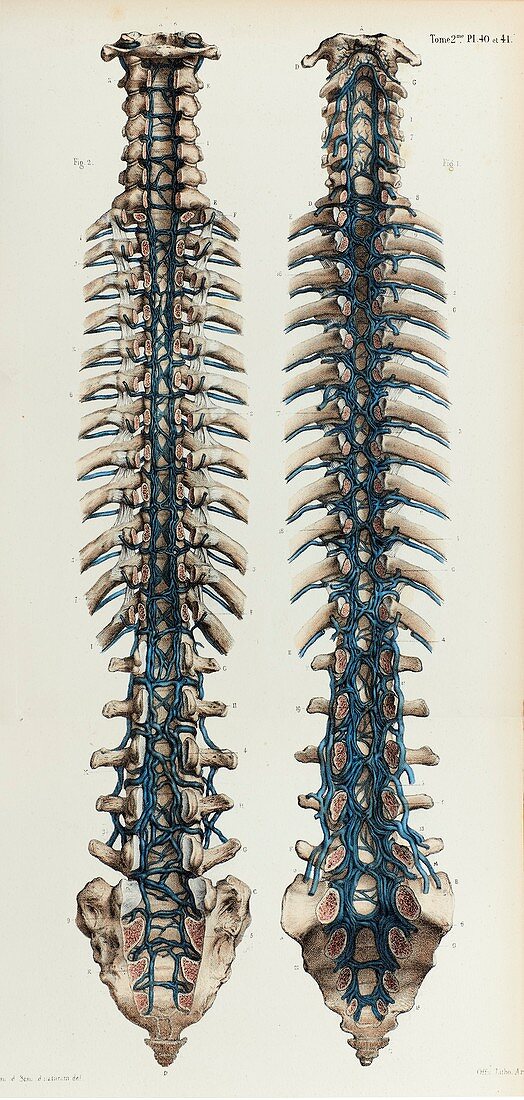 Vertebral veins, 1866 illustration