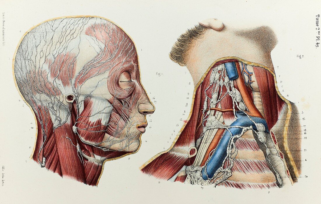 Head and neck lymphatic vessels, 1866 illustration