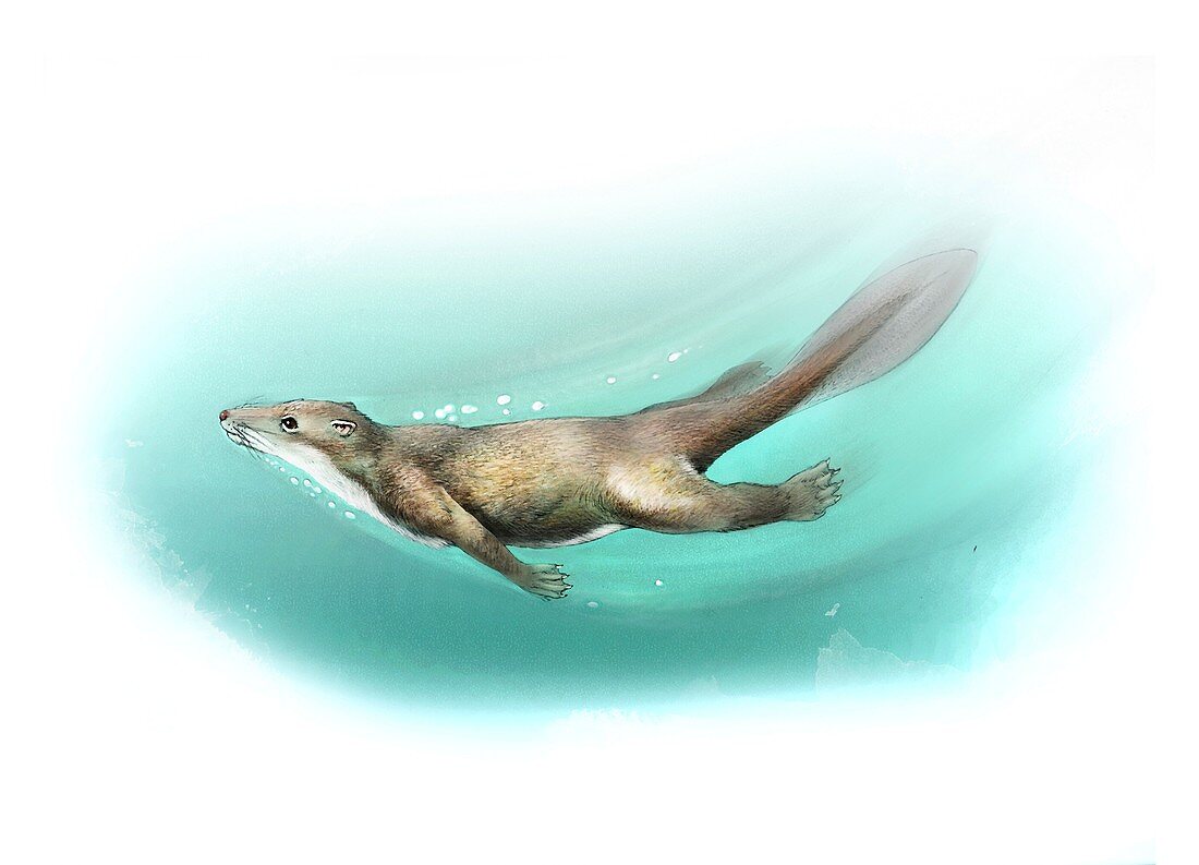 Castorocauda prehistoric aquatic mammal, illustration