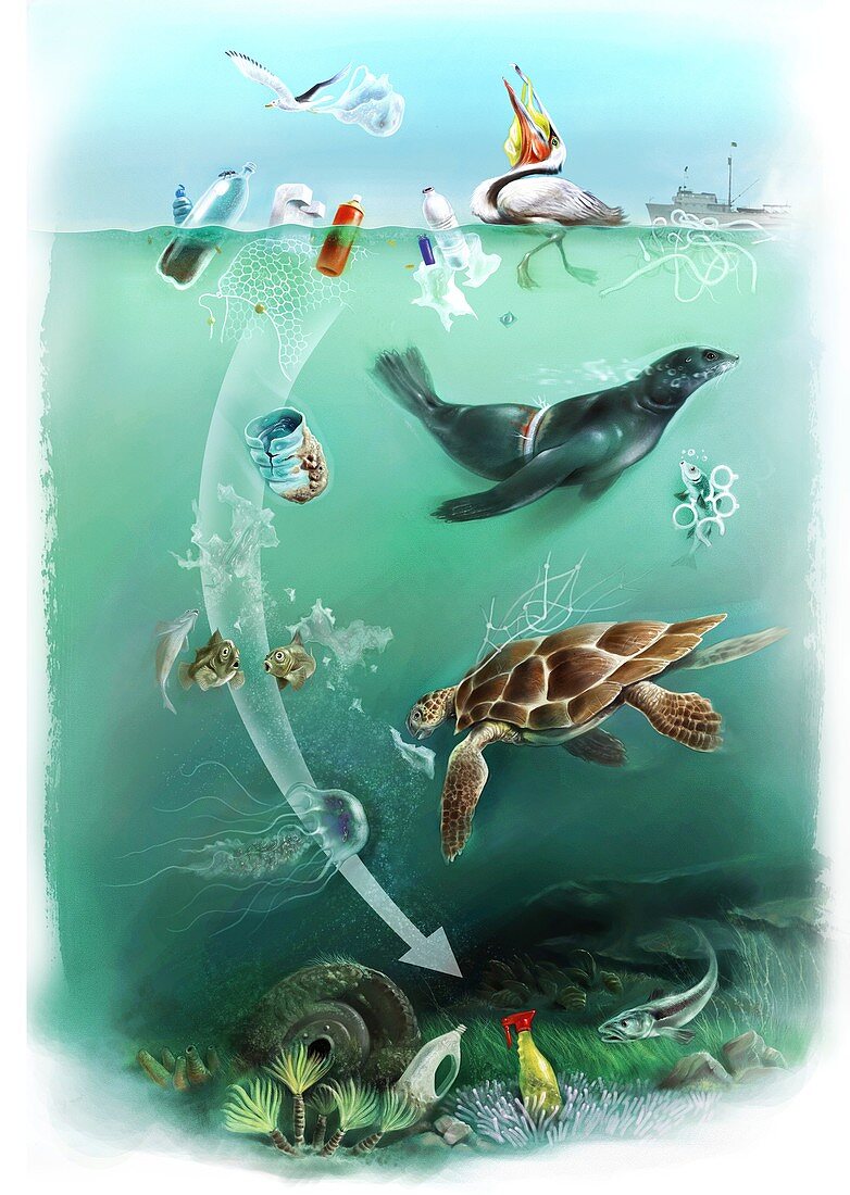Environmental impact of plastics pollution, illustration