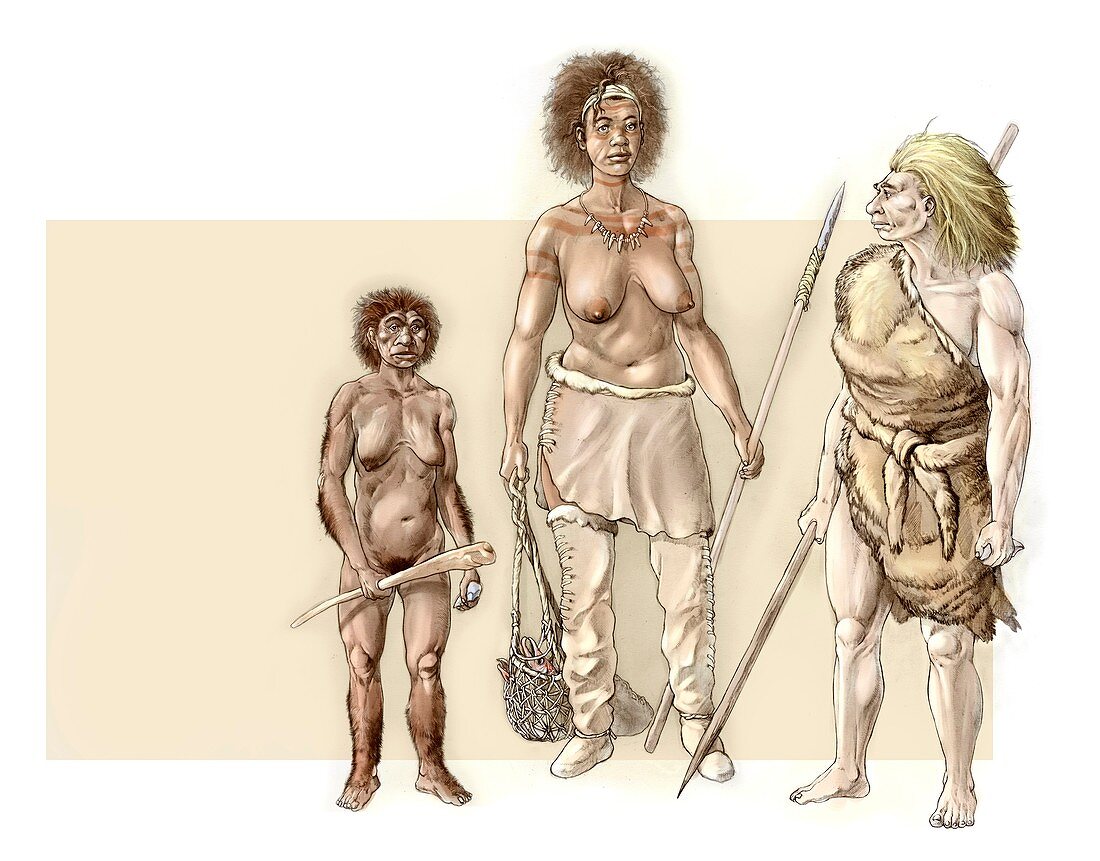 Prehistoric hominin females, illustration