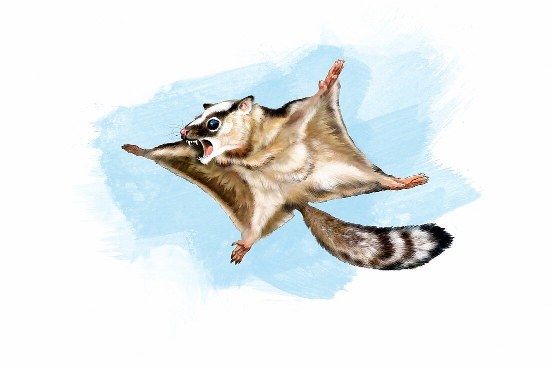 Volaticotherium prehistoric gliding mammal, illustration