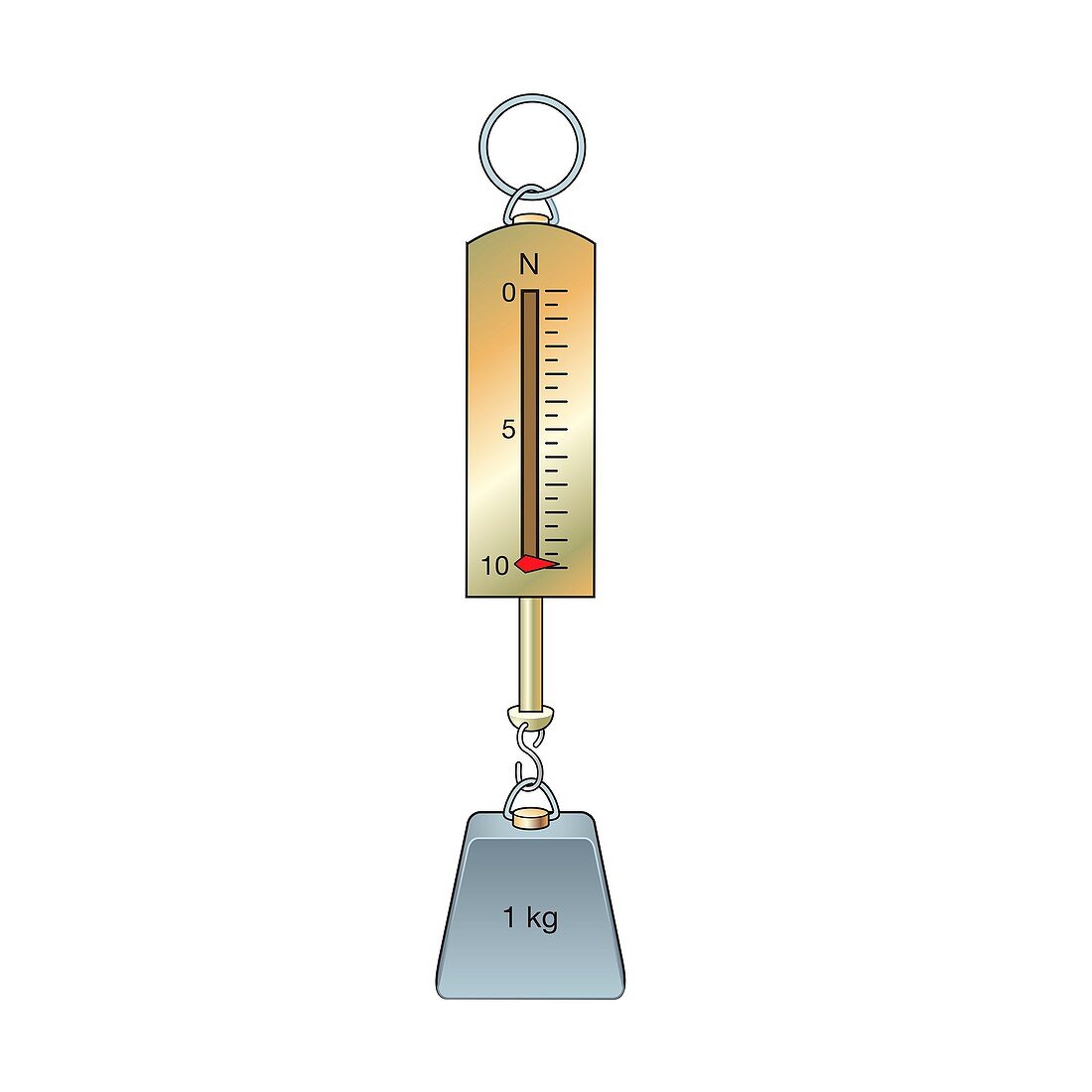 One kilogram mass on a newton meter, illustration