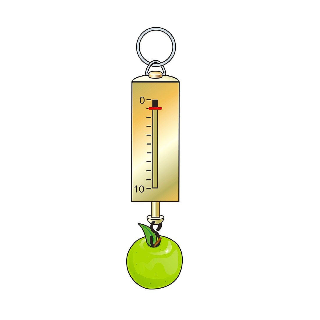 Weighing an apple on a newton meter, illustration