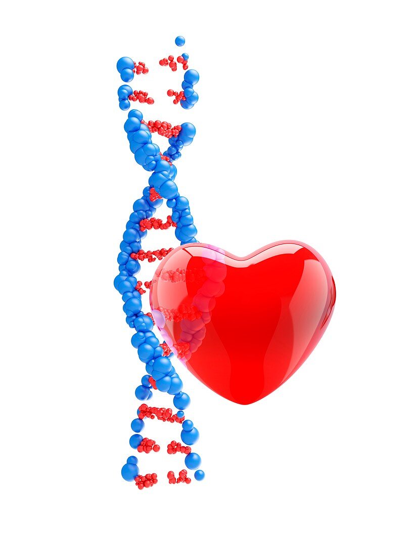 DNA strand with red heart, illustration