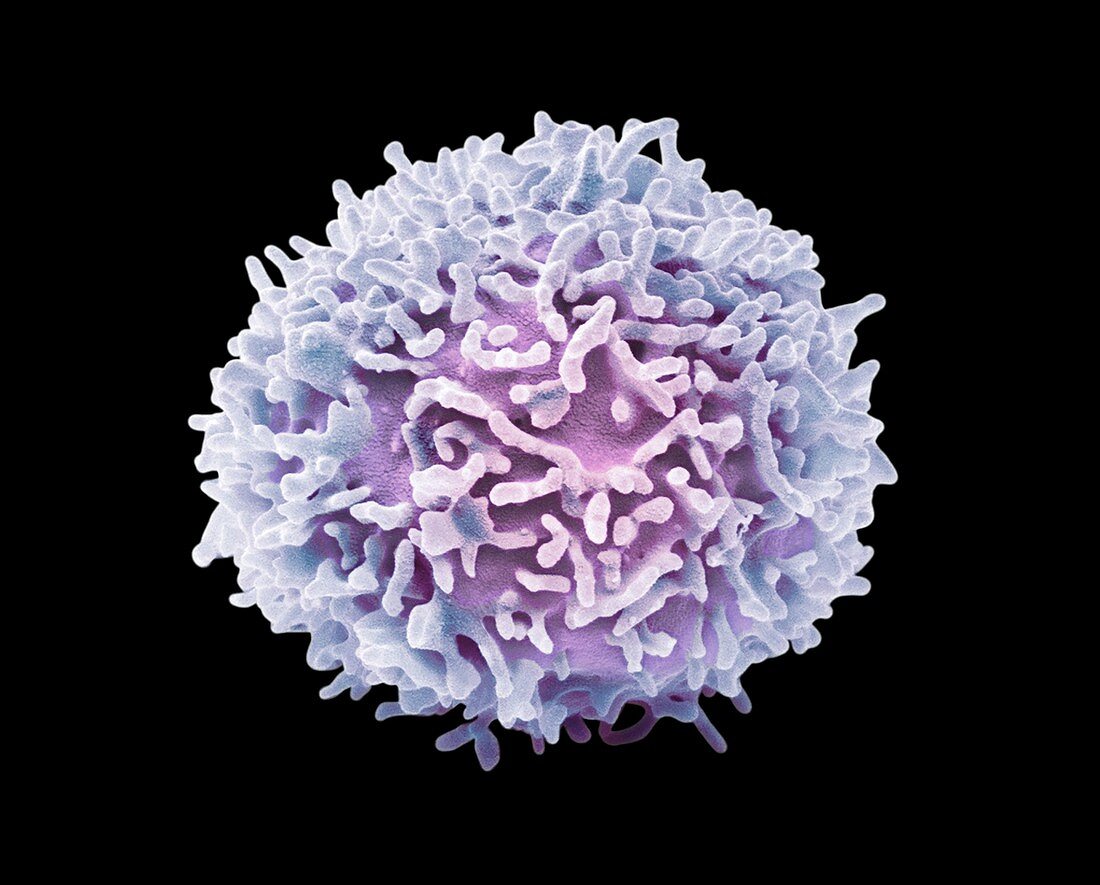 Natural killer cell, SEM