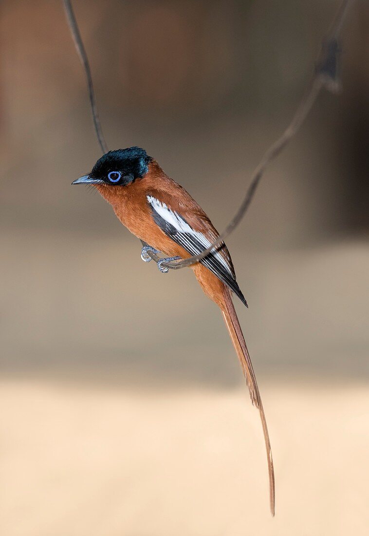 Male Madagascar paradise flycatcher