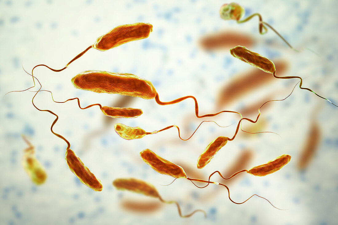 Cholera bacteria, illustration