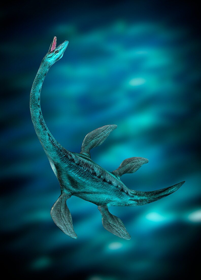 Underwater creature, illustration