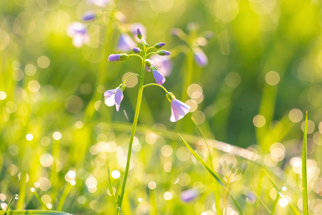 Wild flower in grass