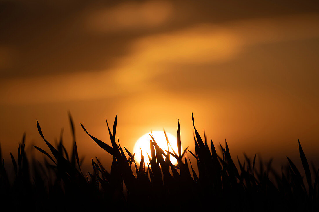 Silhouette of grass at sunset