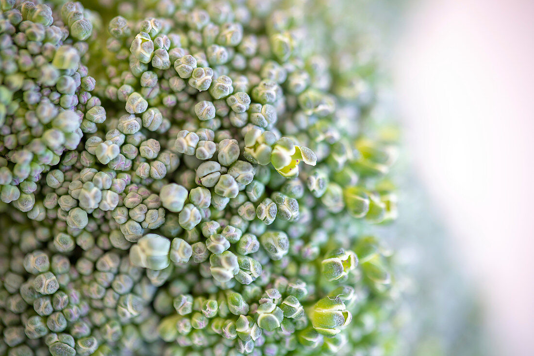 Broccoli florets