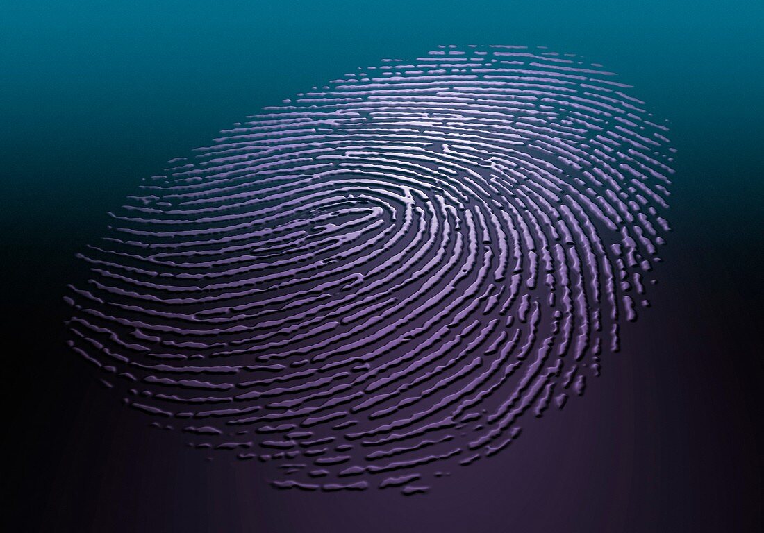 Human fingerprint, illustration