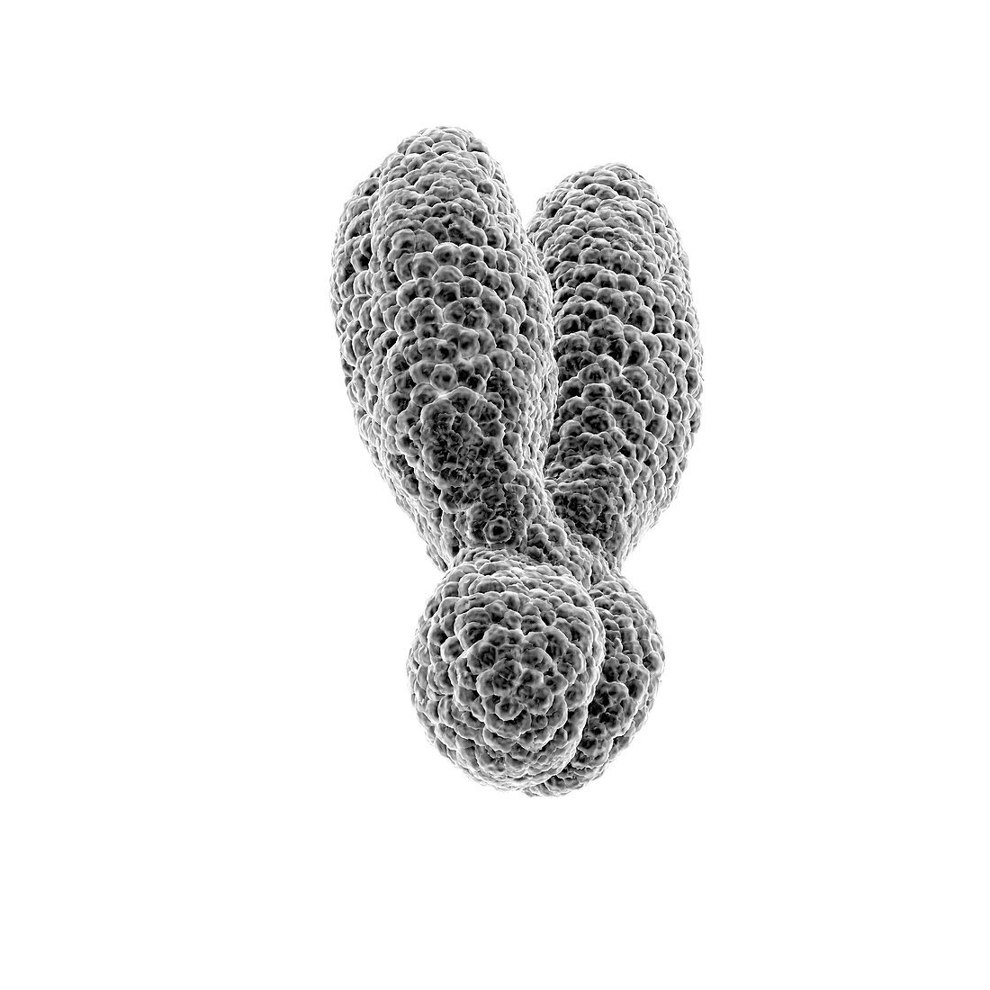 Y chromosome, illustration