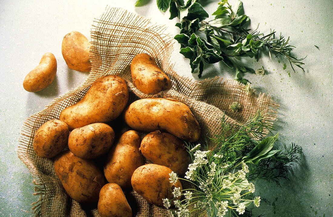 Several Whole Potatoes on Burlap; Fresh Herbs