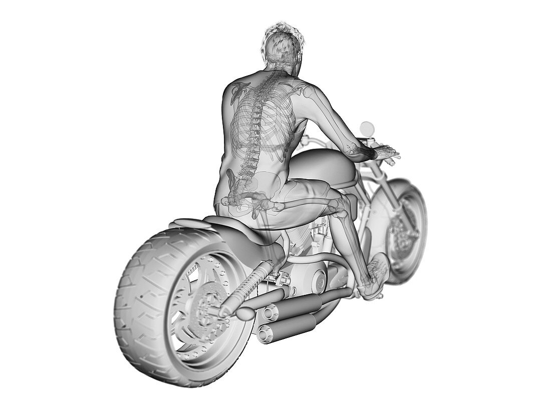 Illustration of a biker's skeleton