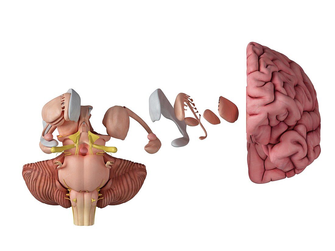 Illustration of the brain anatomy