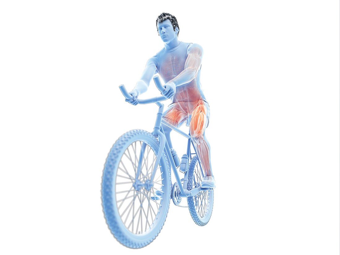 Illustration of a cyclist's muscles