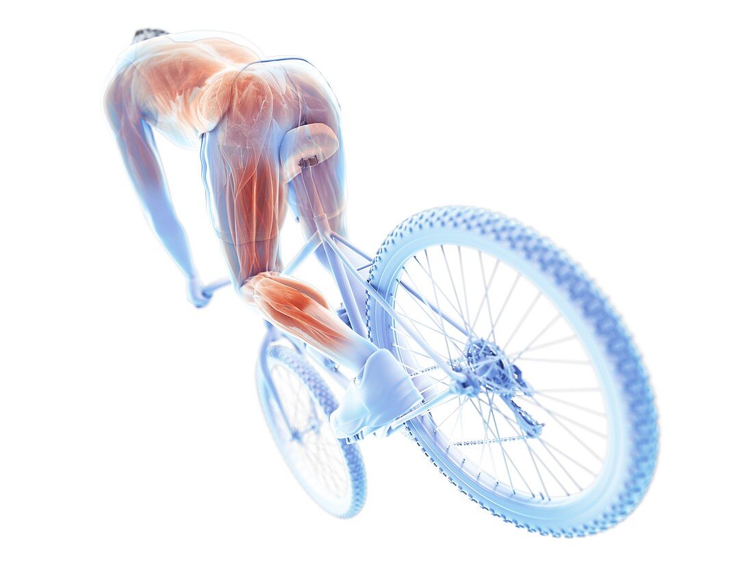 Illustration of a cyclist's muscles