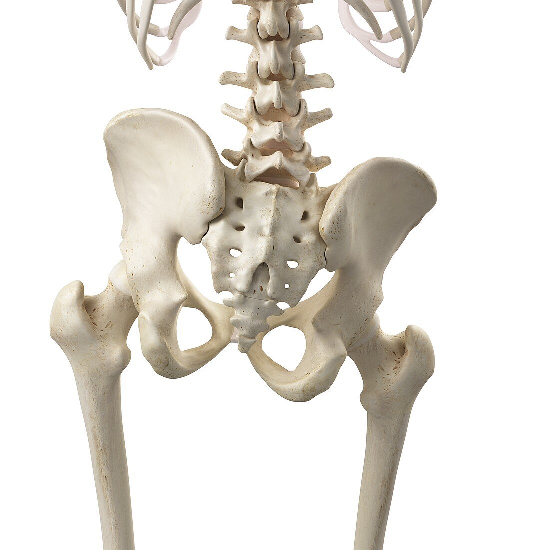 Illustration of a tilted pelvis