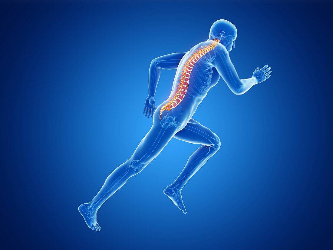 Illustration of a jogger's spine