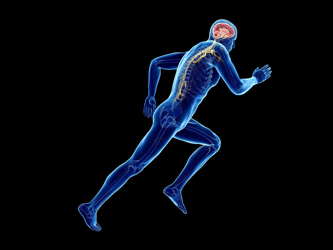 Illustration of a jogger's brain