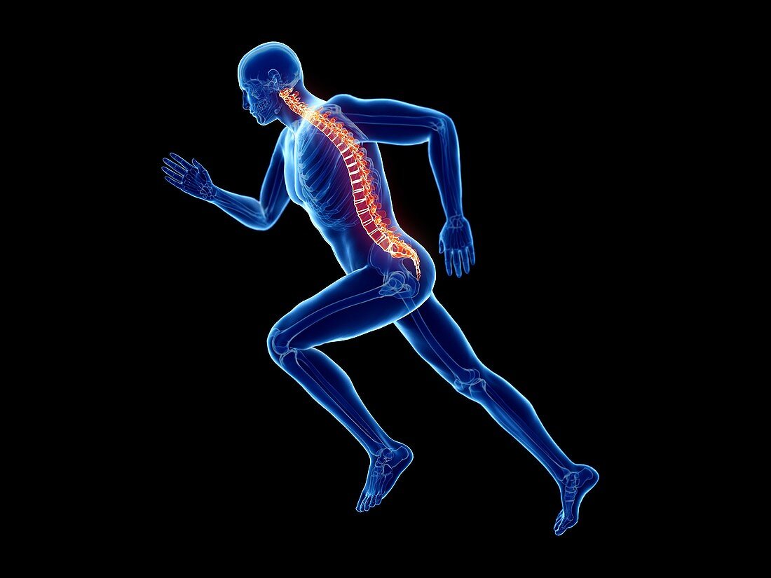 Illustration of a jogger's spine