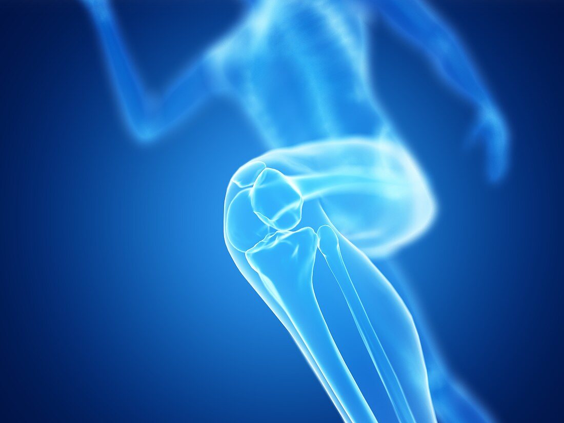 Illustration of a jogger's knee
