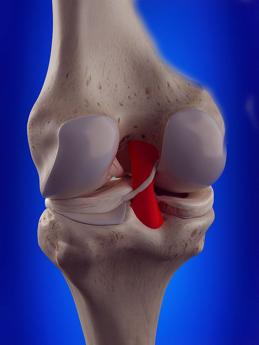Illustration of the posterior cruciate ligament