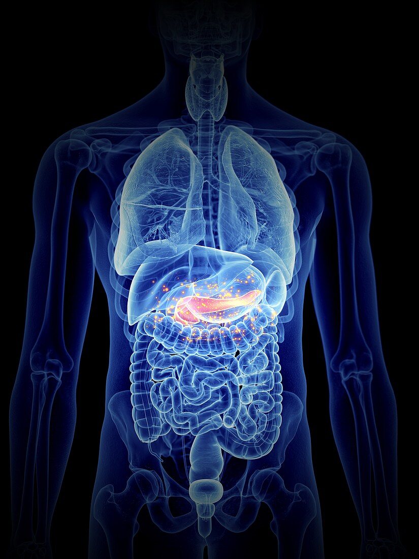 Illustration of pancreas producing hormones