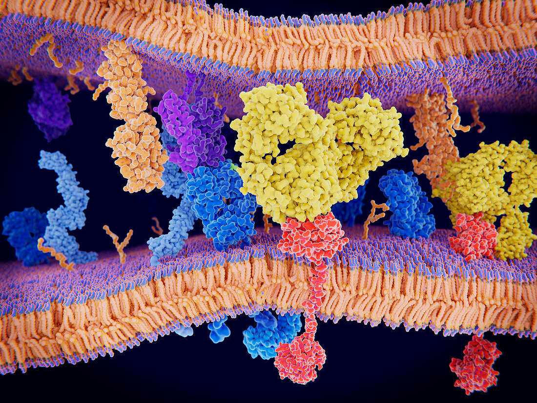 Antibody blocking programmed cell death, illustration