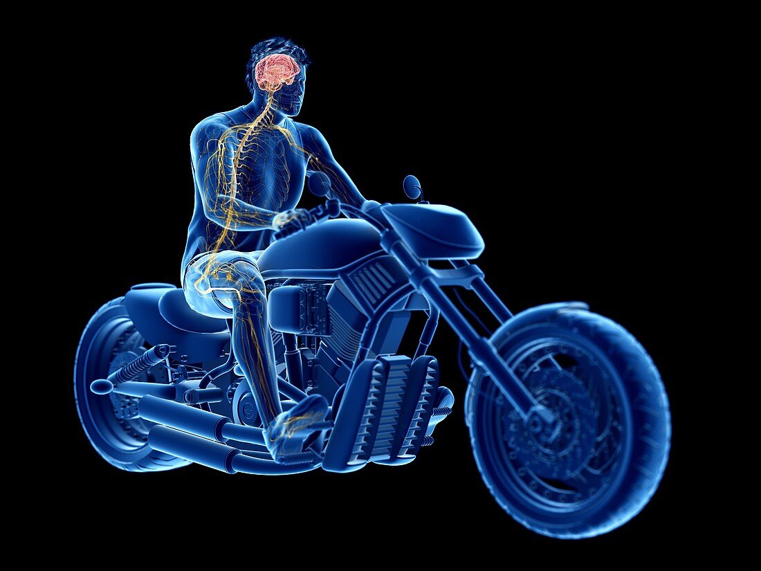 Illustration of a biker's brain